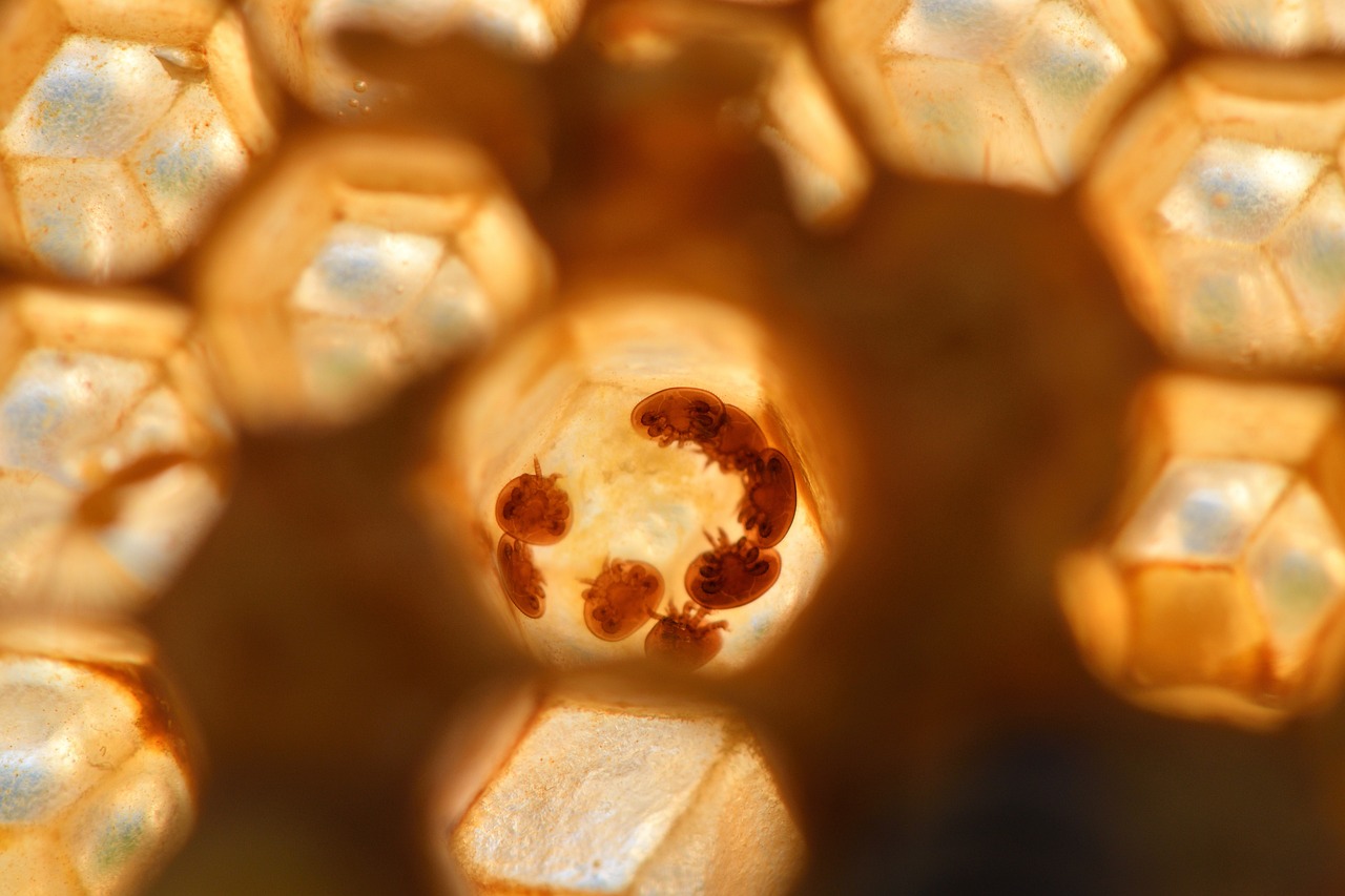 varroa, parasite, mite-5000953.jpg